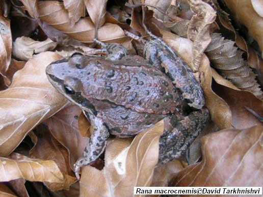 Rana macrocnemis