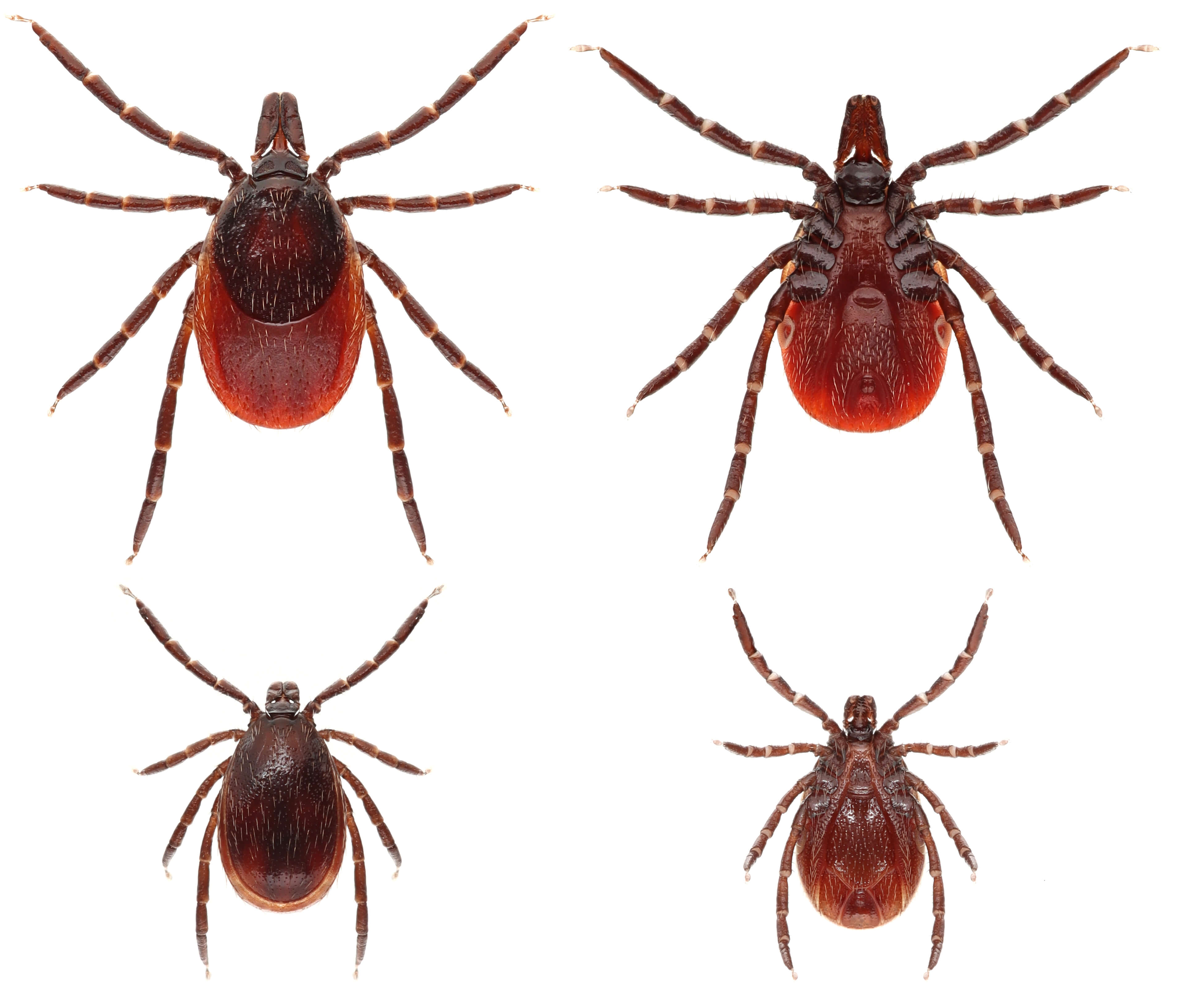 Ixodes ricinus