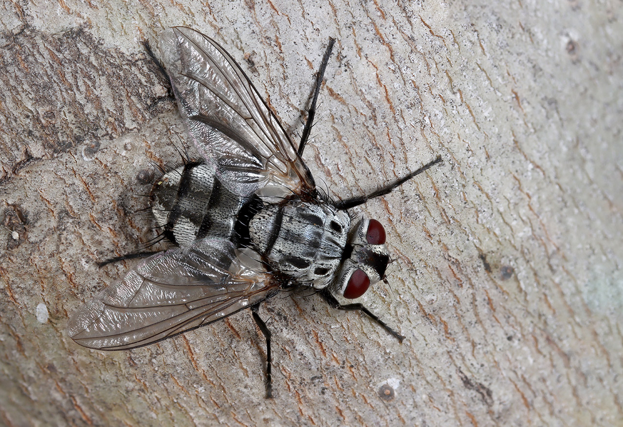 Billaea maritima